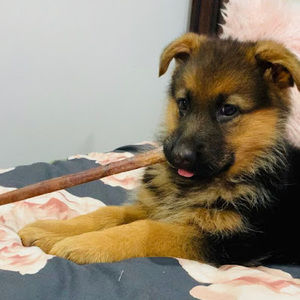 Meet your Posher, Karlee